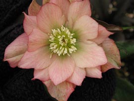 Helleborus�x hybridus `Winter Jewel Amber Gem�